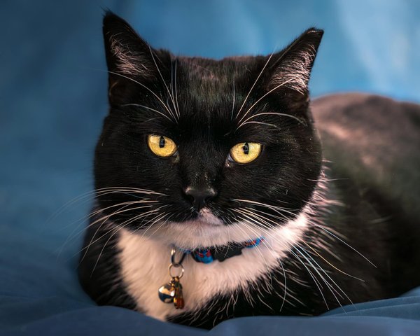 How Have Emerging Technologies Revolutionized UK Sports?